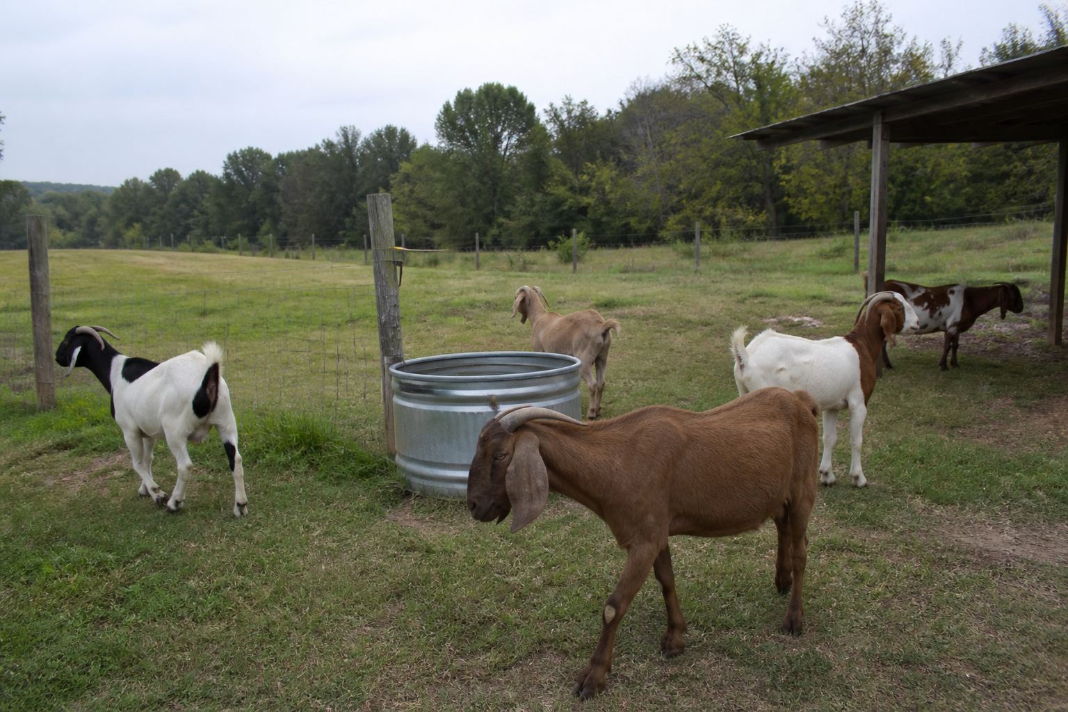 Healthy goats grazing beside a fresh water trough in an open pasture at DNT Farm Fresh Meats
