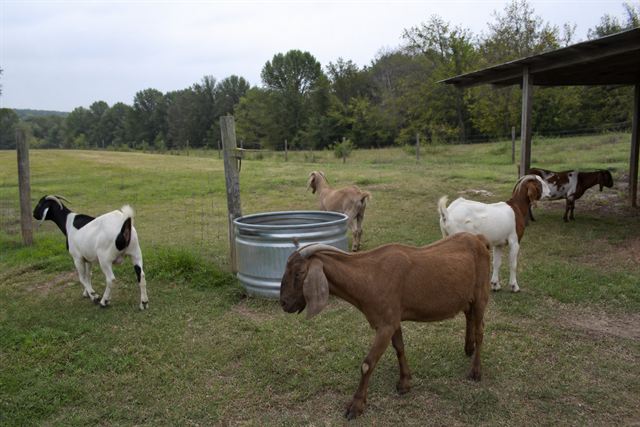 Goats at the water trough, with open pasture and shade beyond